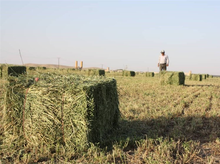 Alfalfa prices continue to climb