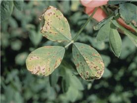 Alfalfa Disease Management