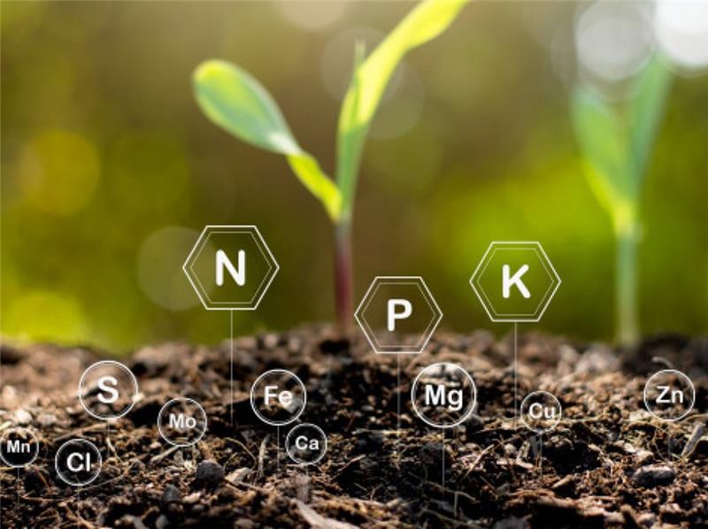 جذب عناصر غذایی در گیاهان