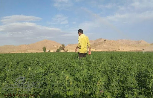 Should you apply sulfur fertilizer for alfalfa?