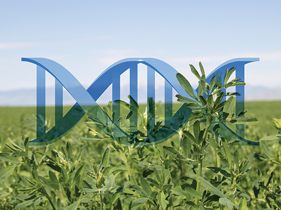 اصلاح نژاد یونجه