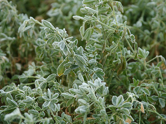 مدیریت مزارع یونجه در زمستان