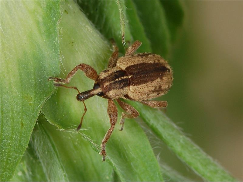 آشنایی با آفت سرخرطومی برگ یونجه و راه های مقابله با آن