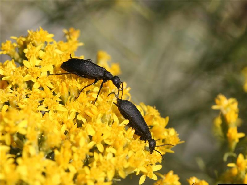 سوسک های تاول زا (Blister beetle ) آفتی که باعث مسمومیت دام میشود