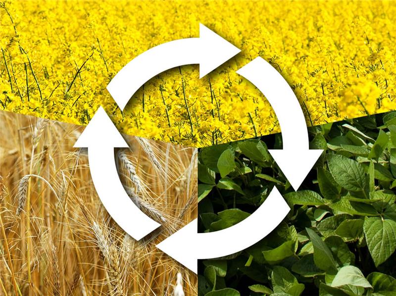 تناوب کشت چیست؟