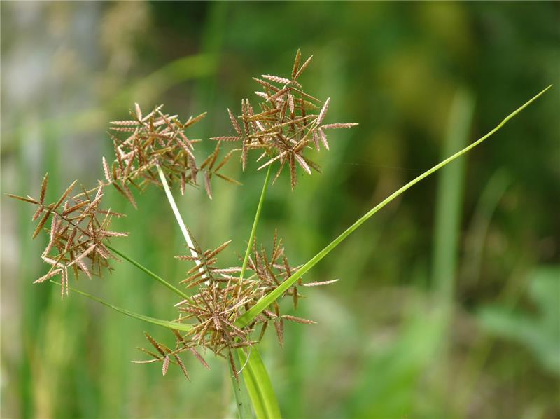 آشنایی و راه های مقابله با علف هرز اویارسلام یا آبیارسلام (Cyperus rotundus)