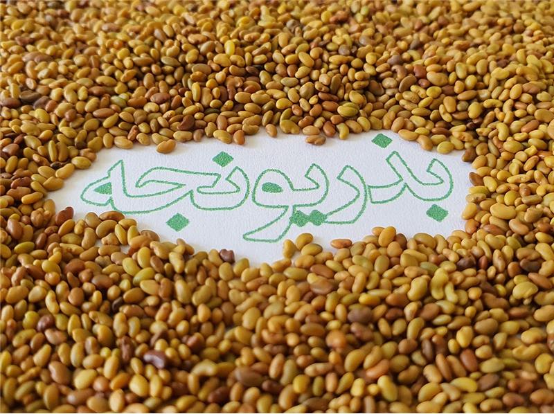 برای انتخاب بذر یونجه خوب باید به چه نکاتی توجه کنیم؟