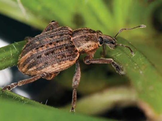 شناسایی و کنترل آفات در مزارع یونجه