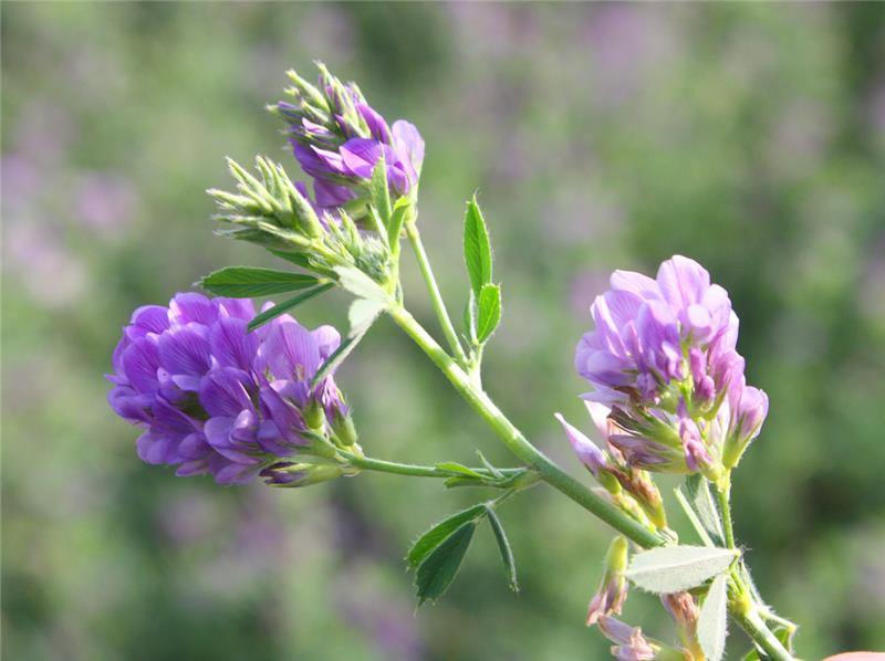 گیاه شناسی یونجه