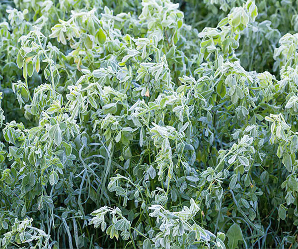 نقش پتاسیم در مقاومت یونجه به سرمای زمستانه