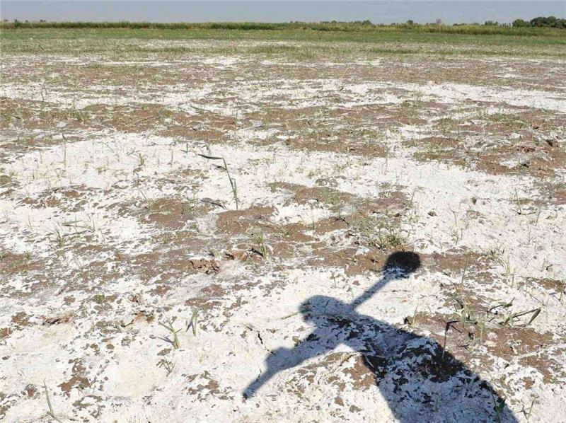 کدام استراتژی برای اصلاح خاکهای شور بهترین راه حل است؟؟