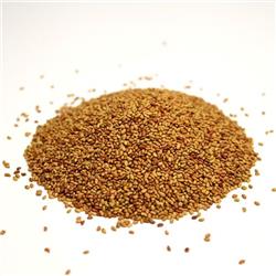 Nikshahri-alfalfa-seed